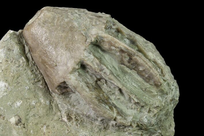 Fossil Crinoid (Eucalyptocrinites) Crown - Indiana #135582